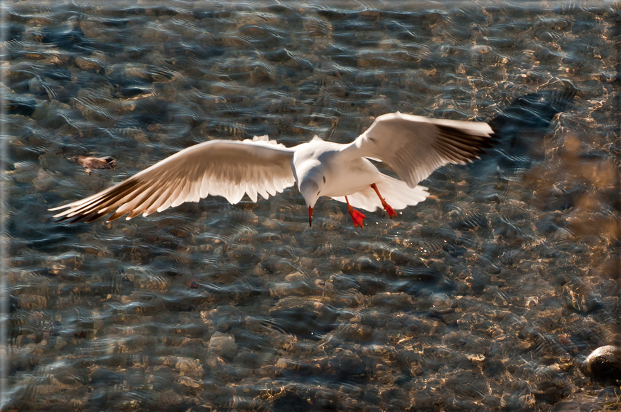 foto Lungo il Fiume Brenta